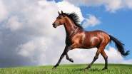 Horse-Wallpapers-1024x576